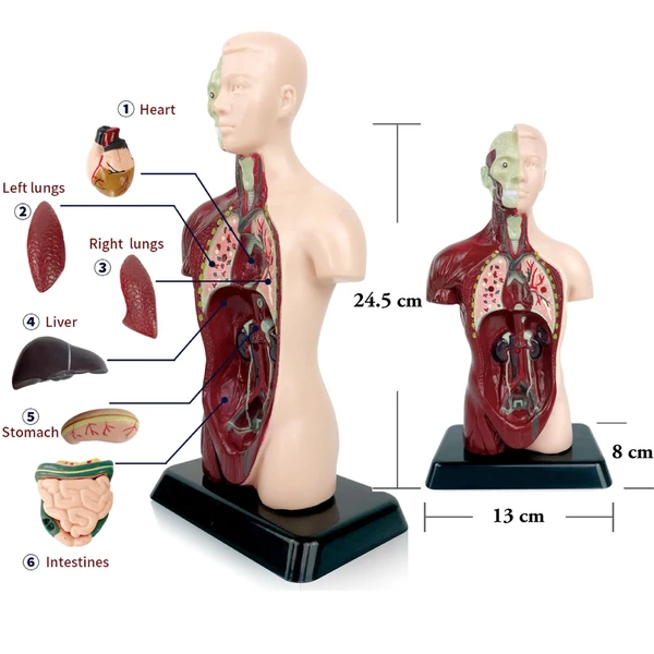 مولاژ بدن انسان مدل نیم تنه(غیرشفاف)